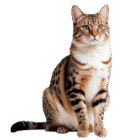 Catsusa Bengal kittens home